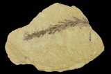 Dawn Redwood (Metasequoia) Fossil - Montana #135740-1